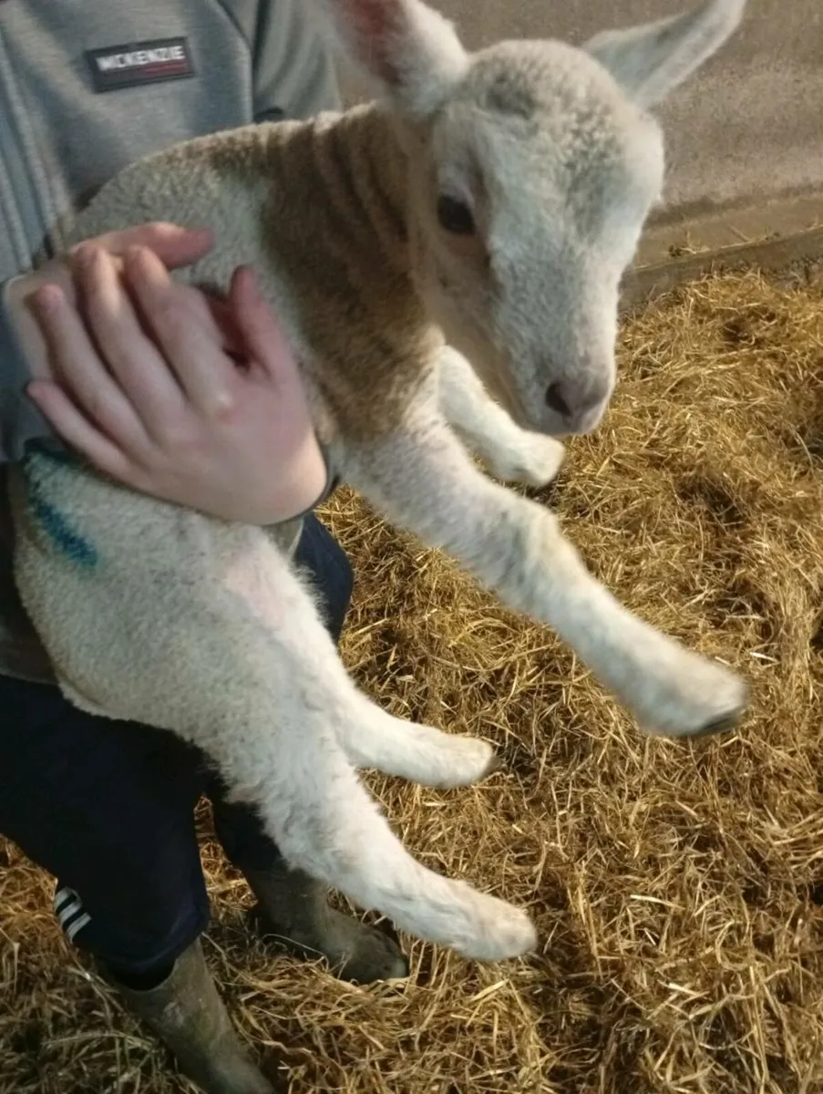 Pet lamb