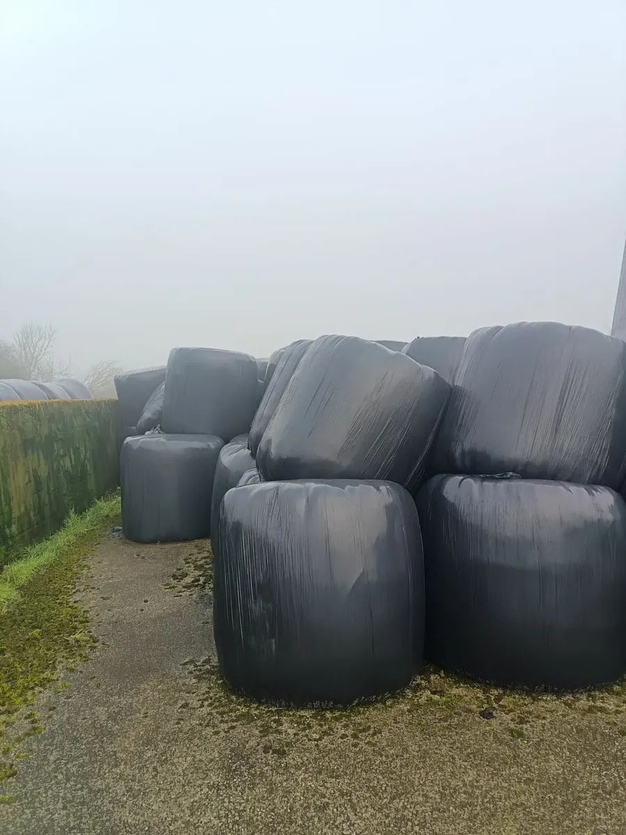 Round bales of silage - Image 2