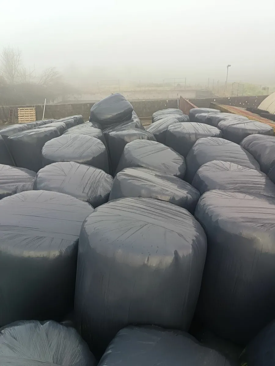 Round bales of silage - Image 4
