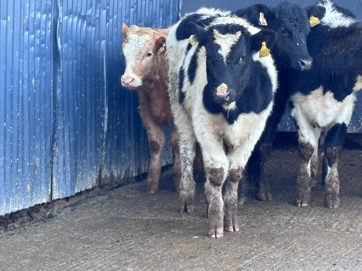 6 weanling heifers for sale @€1125 - Image 4