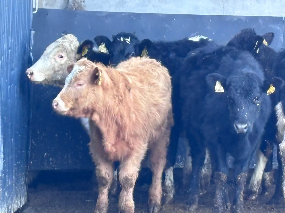 6 weanling heifers for sale @€1125 - Image 3