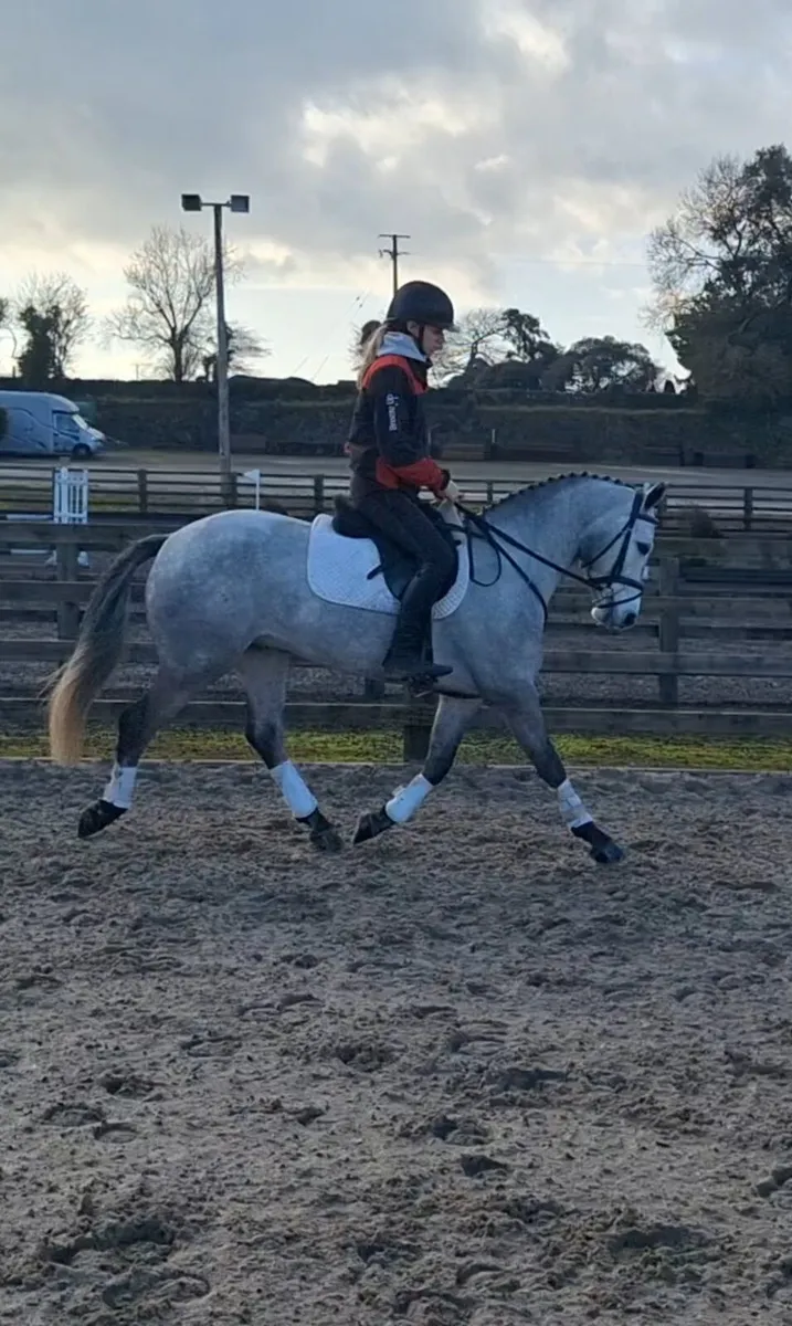Eye catching 4yo gelding - Image 2
