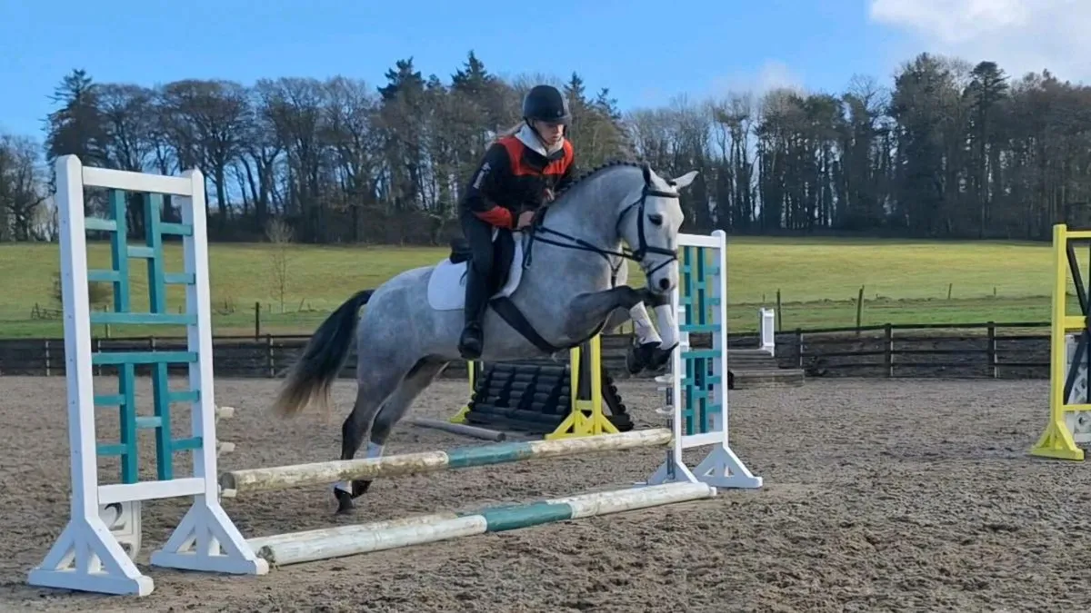 Eye catching 4yo gelding - Image 3