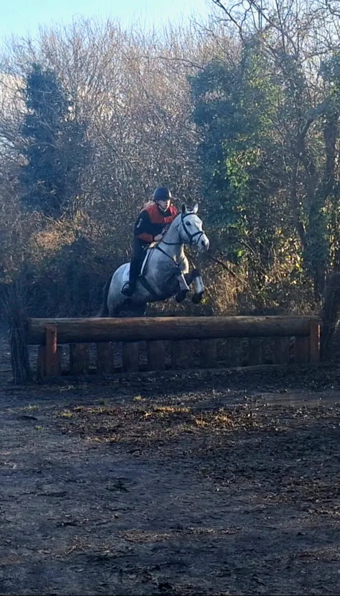 Eye catching 4yo gelding - Image 4