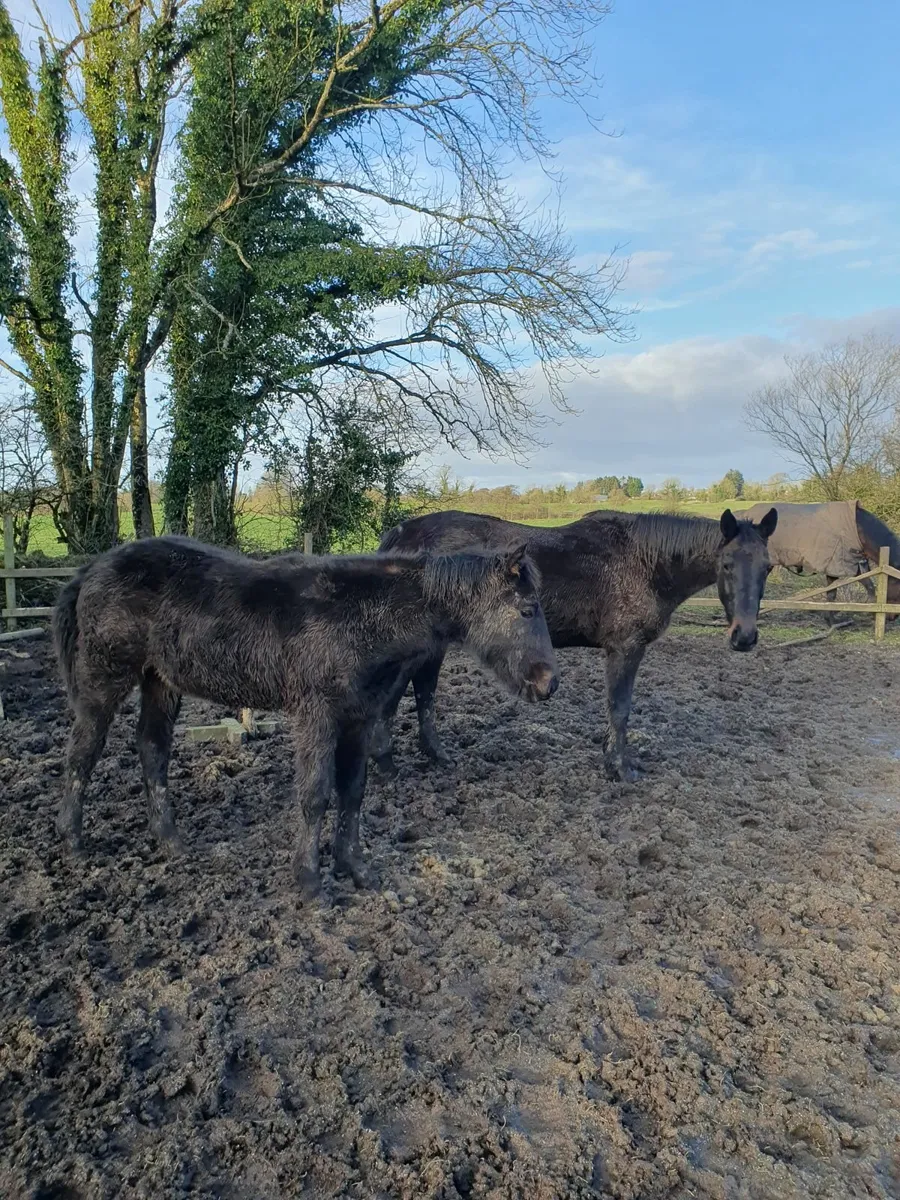 Mare and Foal - Image 2