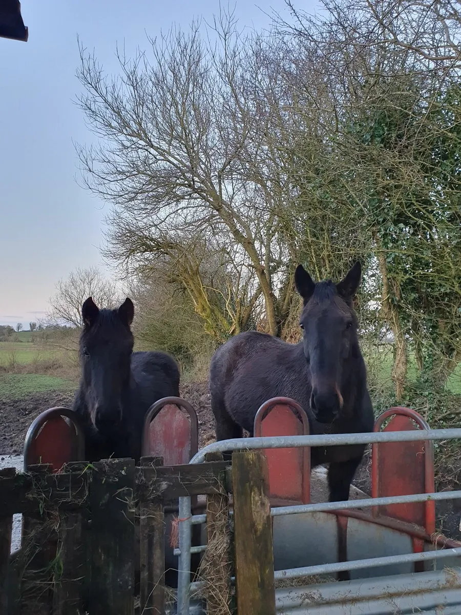 Mare and Foal - Image 1