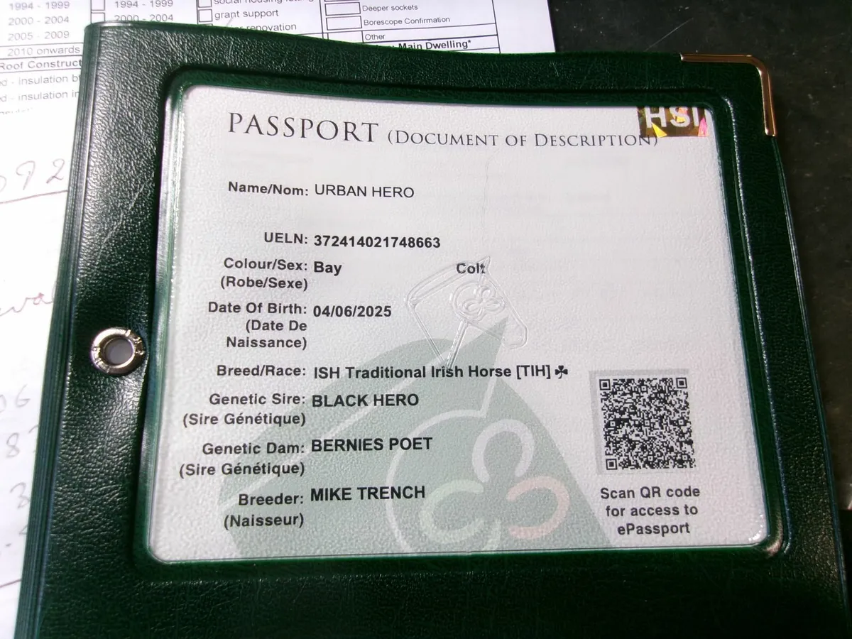 Mare and Foal - Image 3