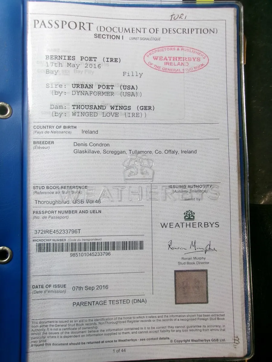 Mare and Foal - Image 4