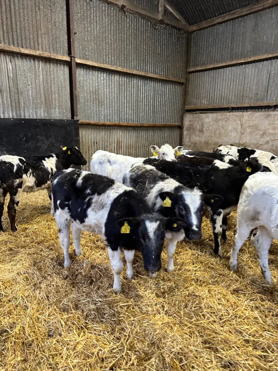 Blue heifers - Image 4