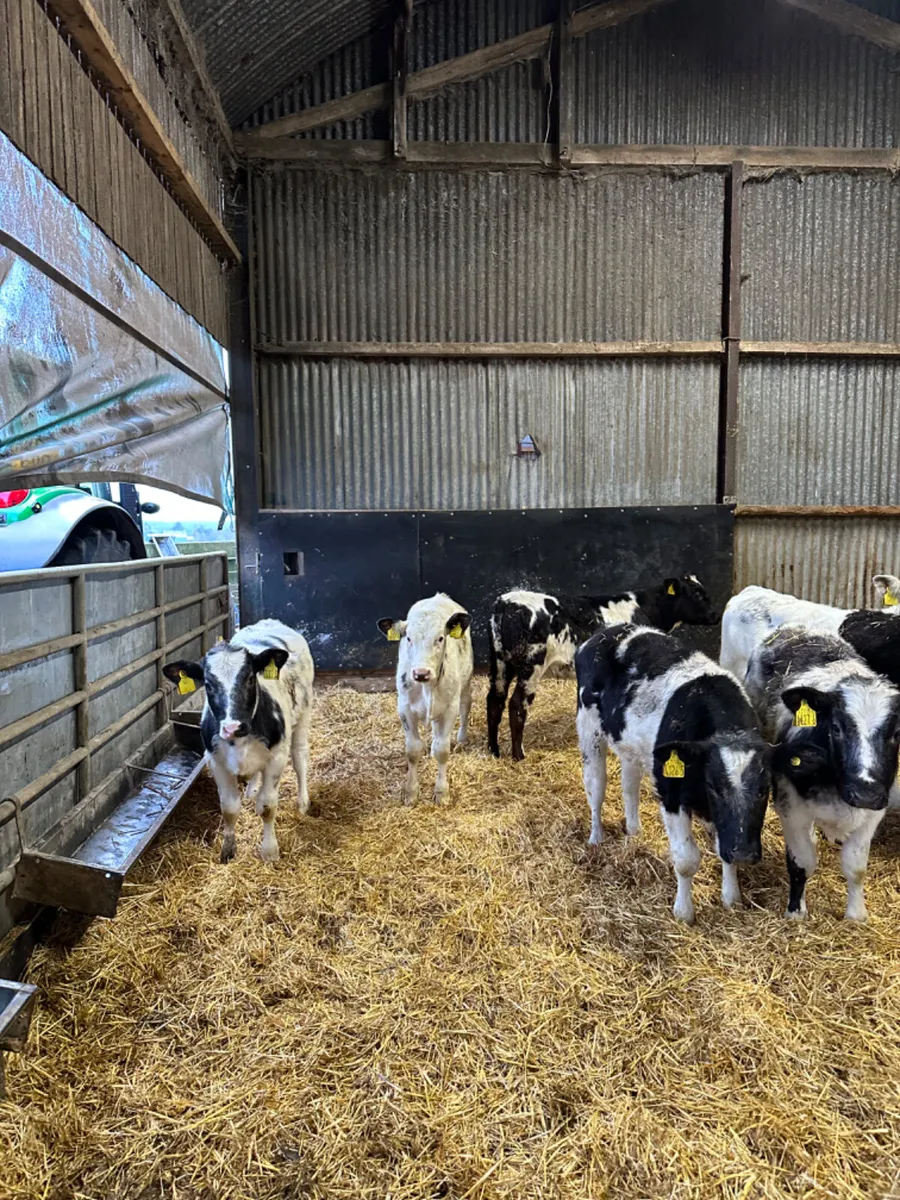 Blue heifers - Image 3