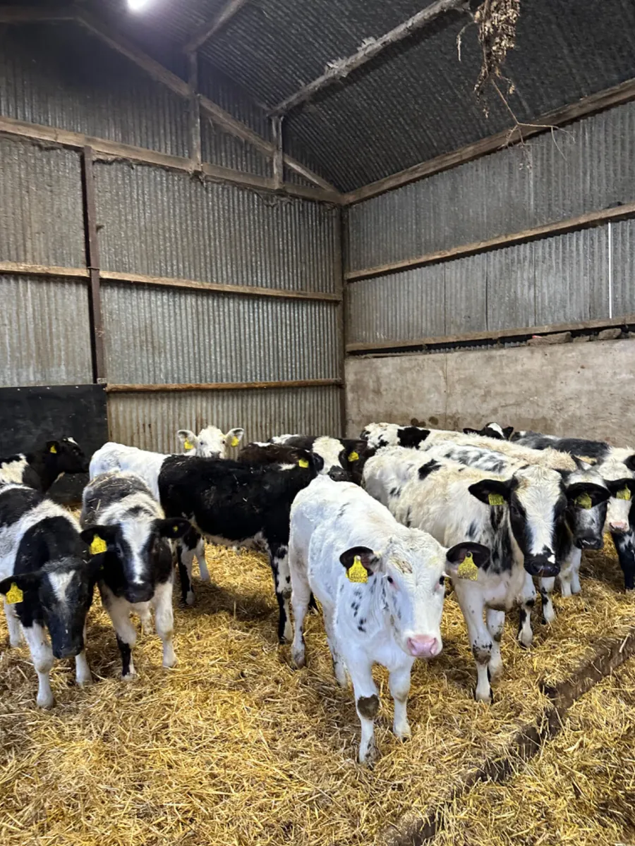 Blue heifers - Image 2