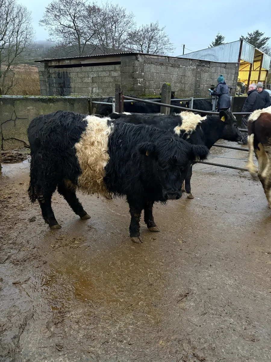 Belted Galloway - Image 1