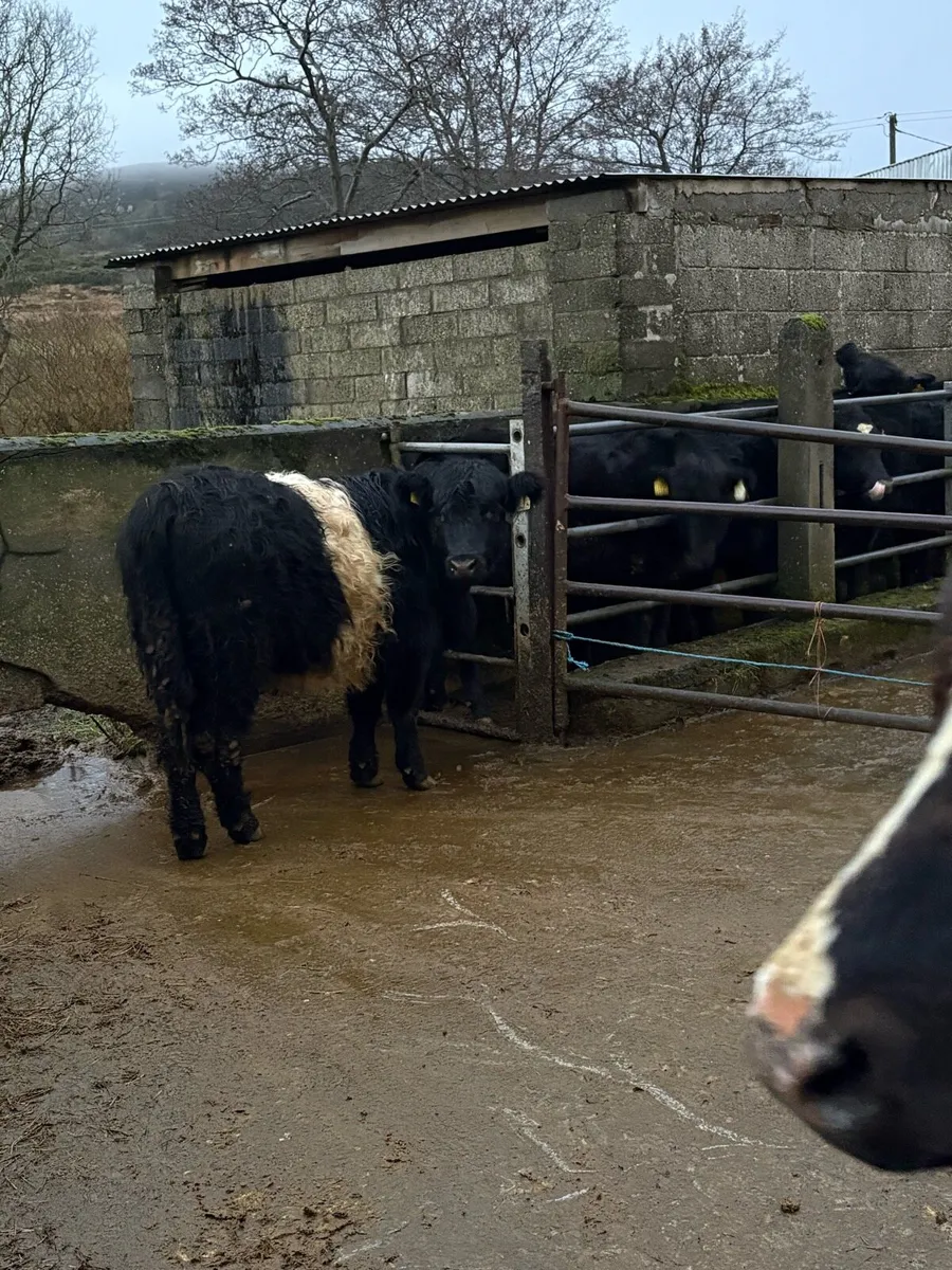 Belted Galloway - Image 2