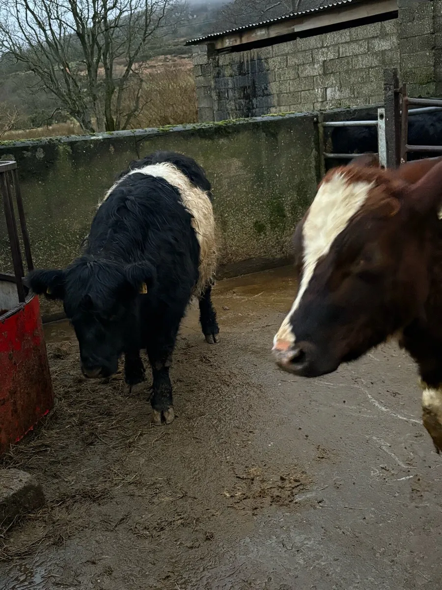 Belted Galloway - Image 3