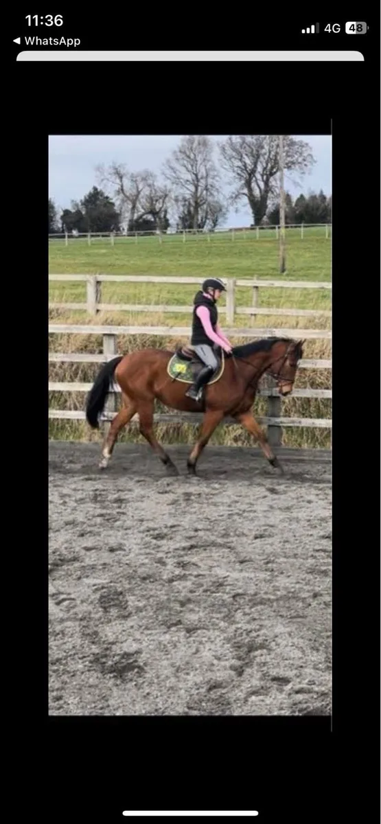 All Rounder/hunter - Image 1