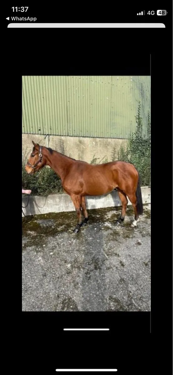 All Rounder/hunter - Image 3