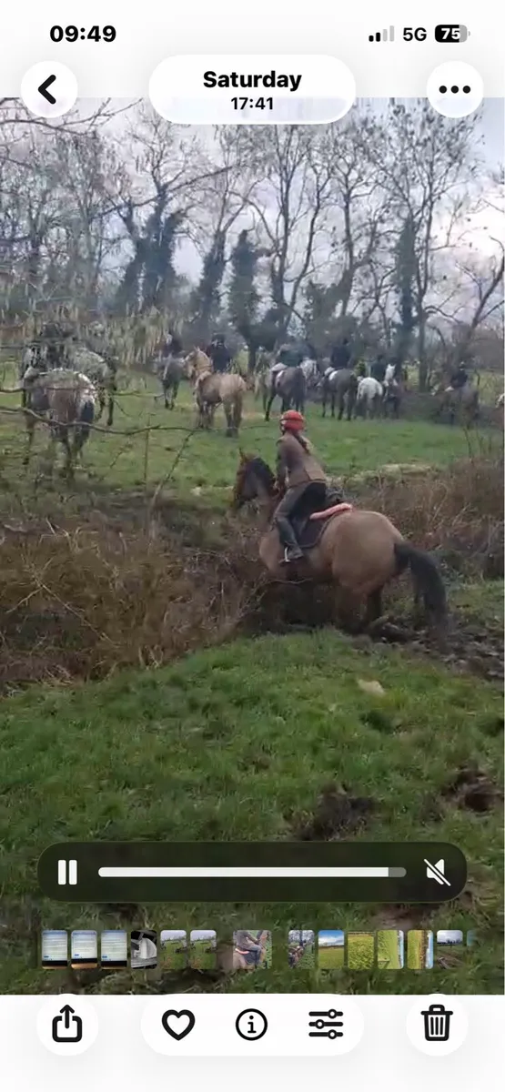 All Rounder/hunter - Image 4