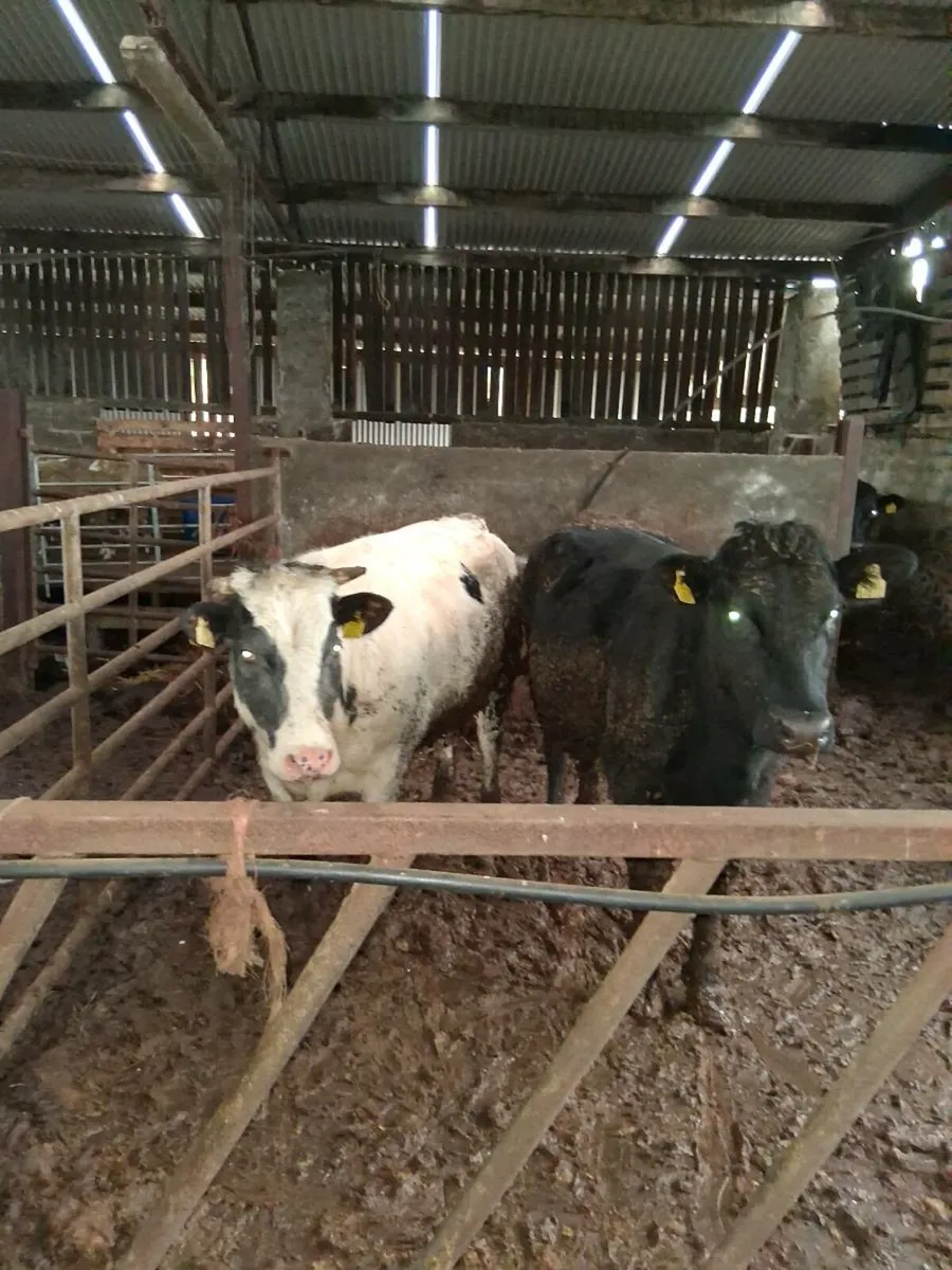 4 heifers - Image 1