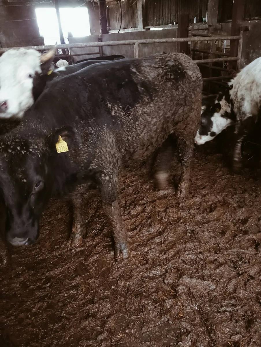 4 heifers - Image 2