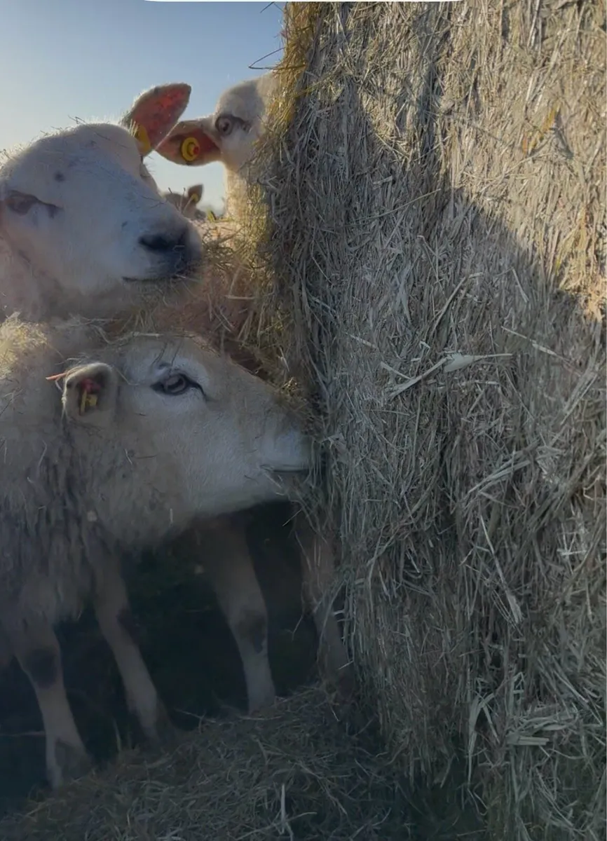 Silage Haylage bales - Image 1