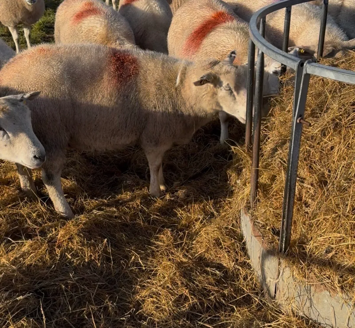 Silage Haylage bales - Image 2