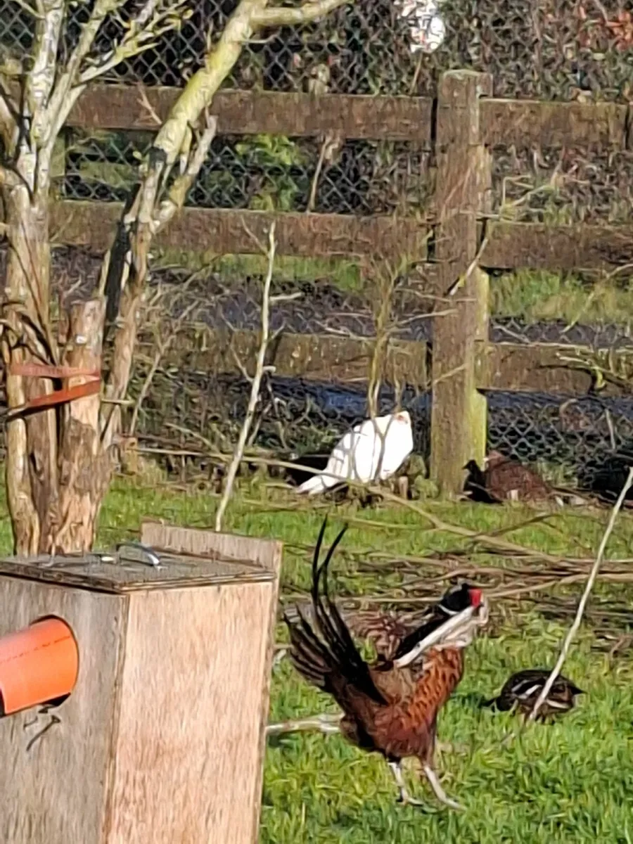 Looking for pheasants - Image 2