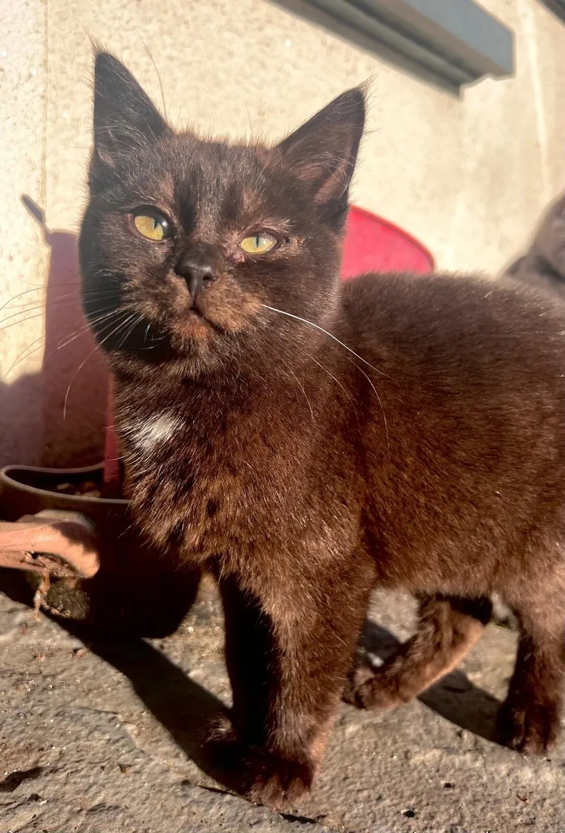 Affectionate cross-bred kittens - Image 2