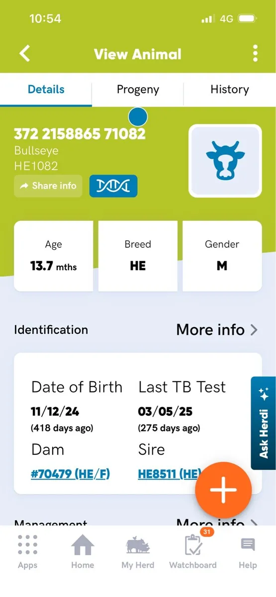 2 Hereford Bulls - Image 4