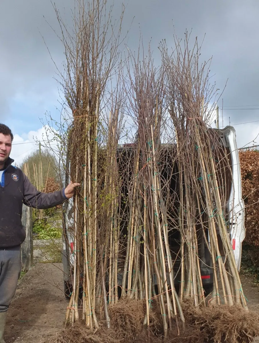 XXL 6-8 Trees. - Image 1