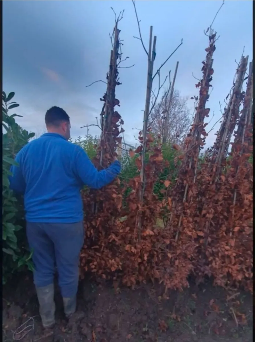 XXL 6-8 Trees. - Image 2