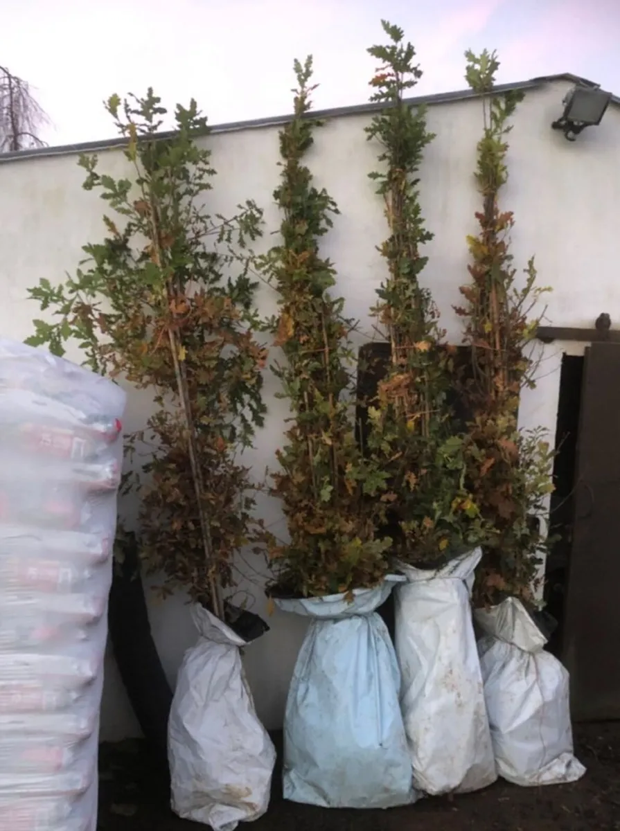 XXL 6-8 Trees. - Image 3