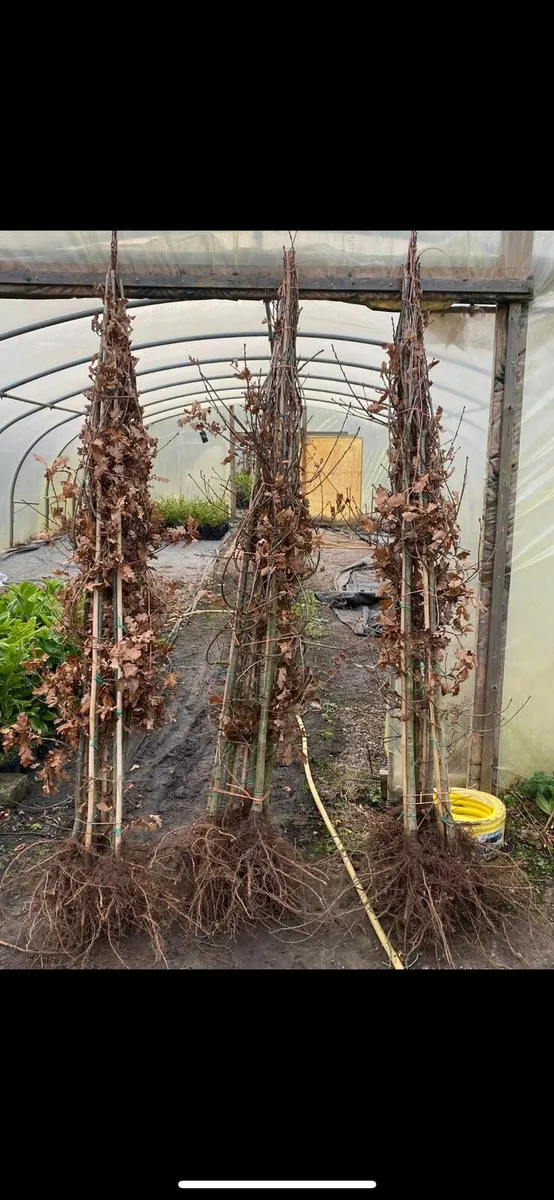 XXL 6-8 Trees. - Image 4