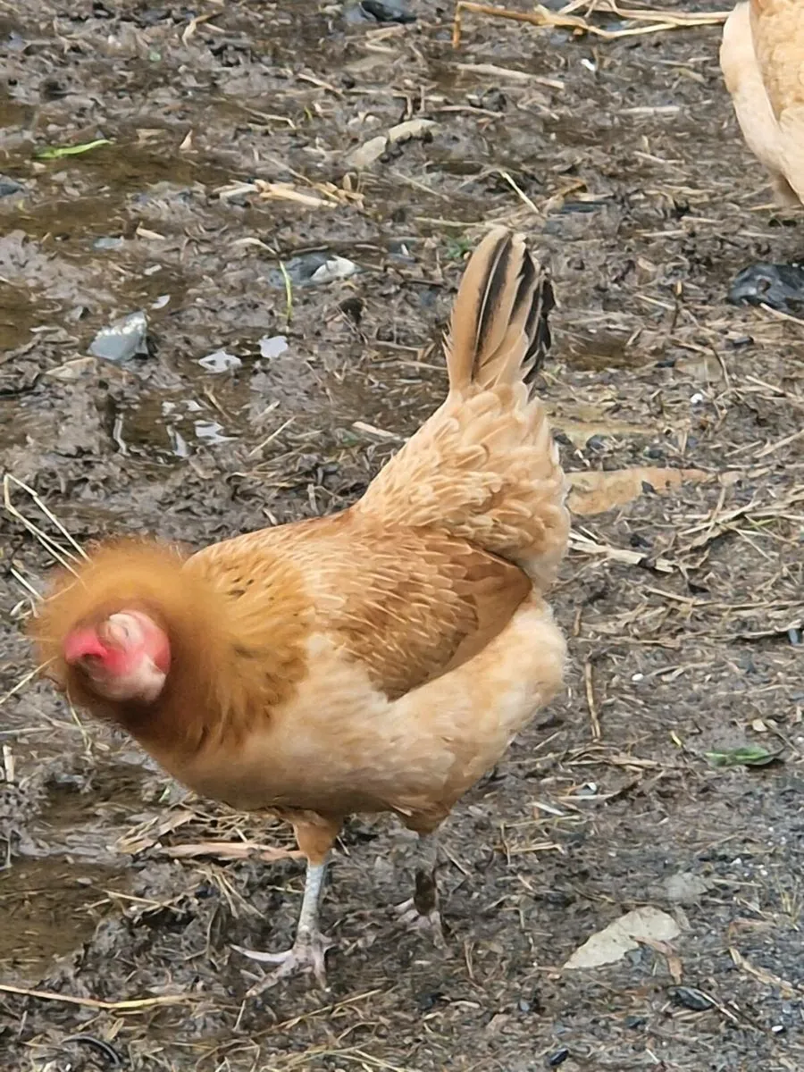 Hens Pullets 7 months old. £15 each - Image 4