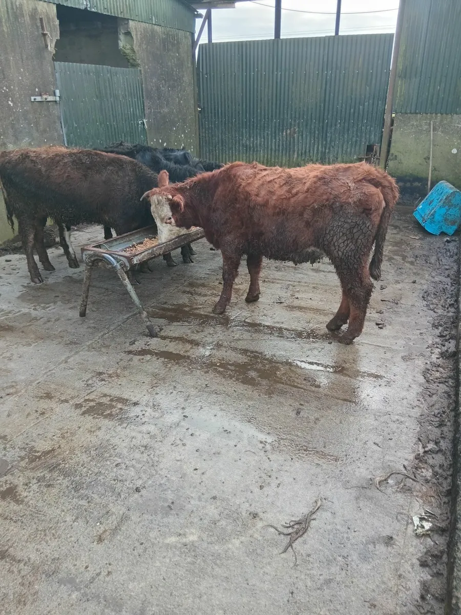 Heifers - Image 2