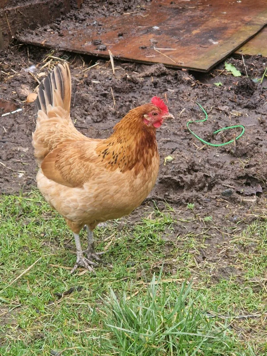Hens Pullets 7 months old. £15 each - Image 2