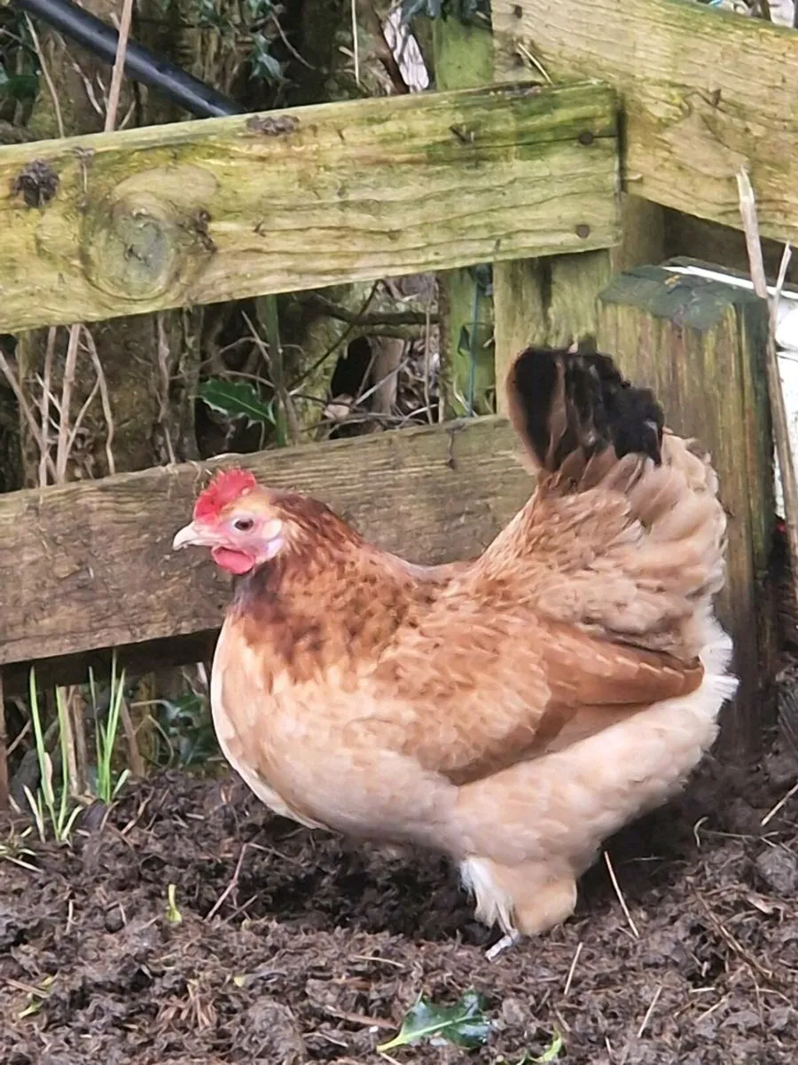 Hens Pullets 7 months old. £15 each - Image 1