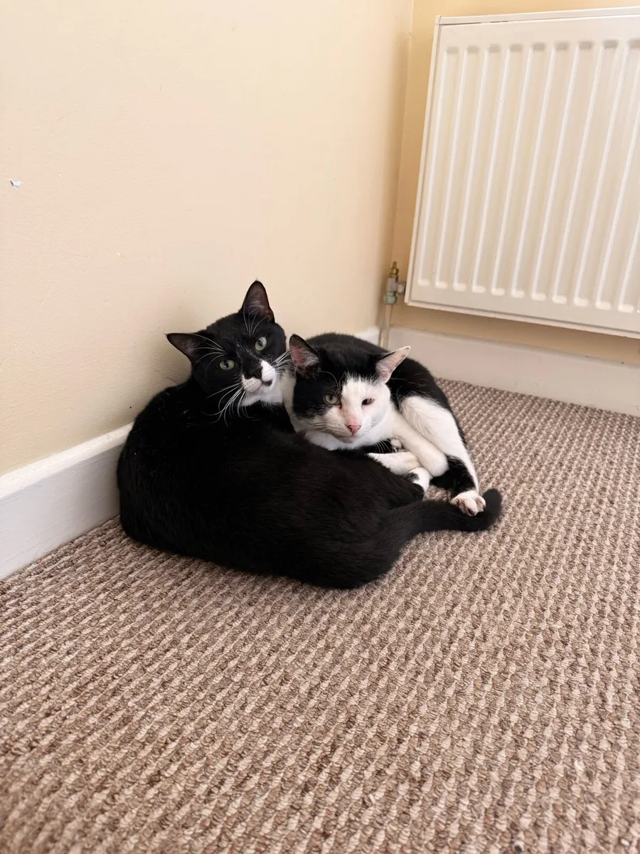 cats in need of a home - Image 1