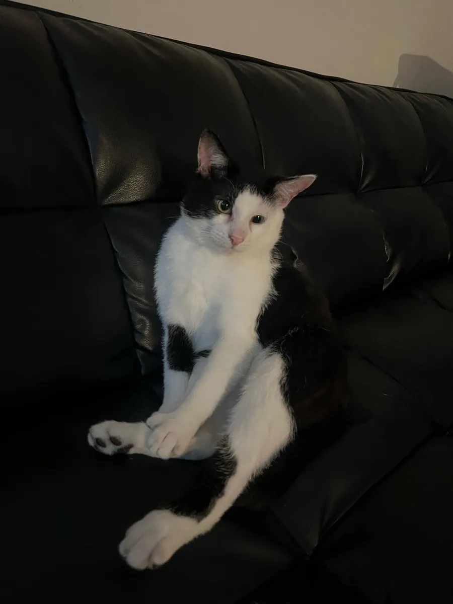 cats in need of a home - Image 4