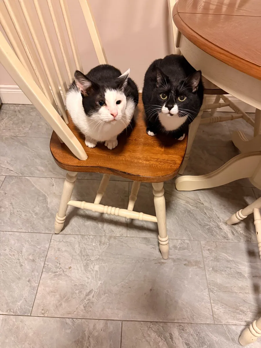 cats in need of a home - Image 2