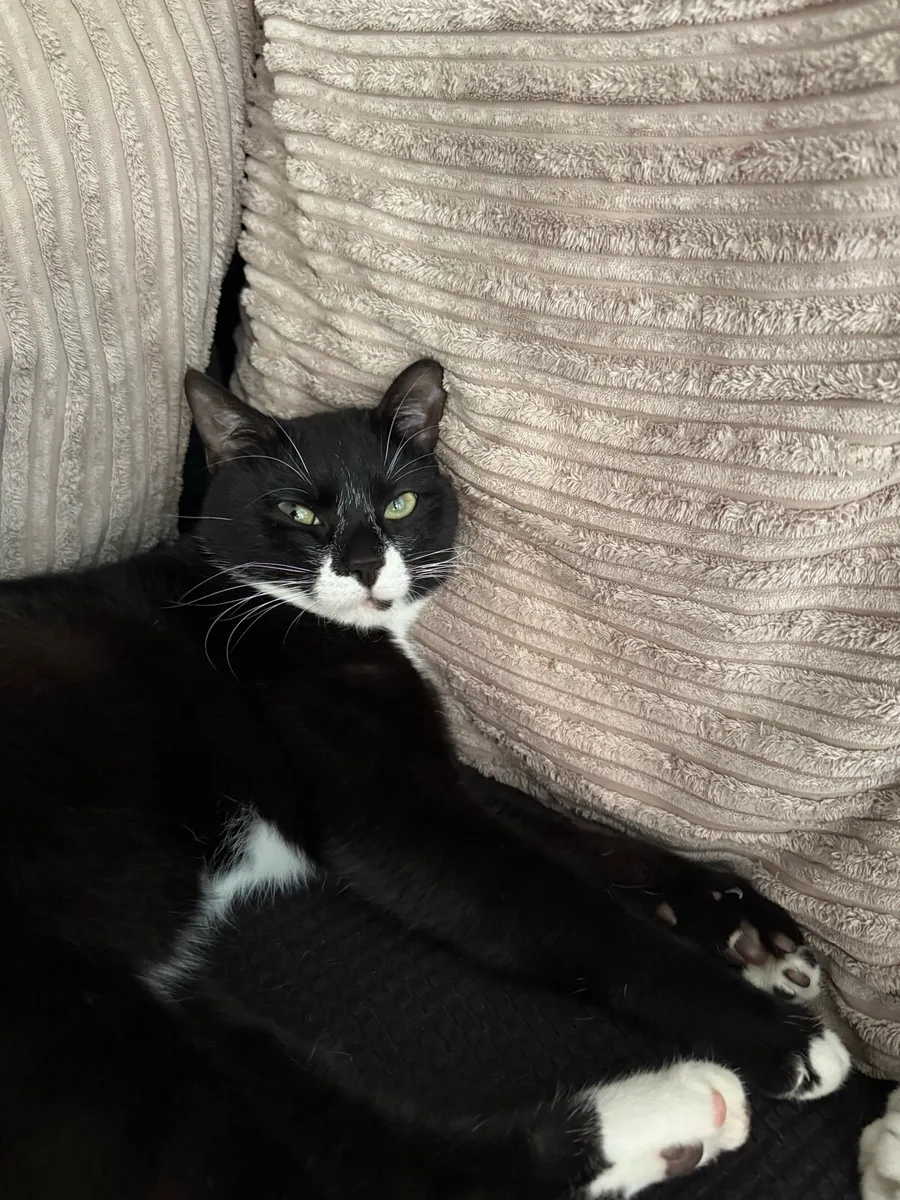 cats in need of a home - Image 3