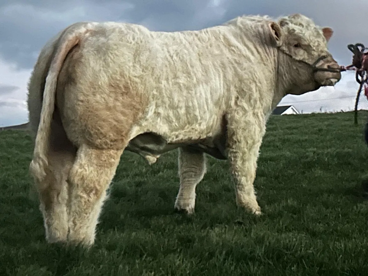 Pedigree Charolais bulls - Image 1