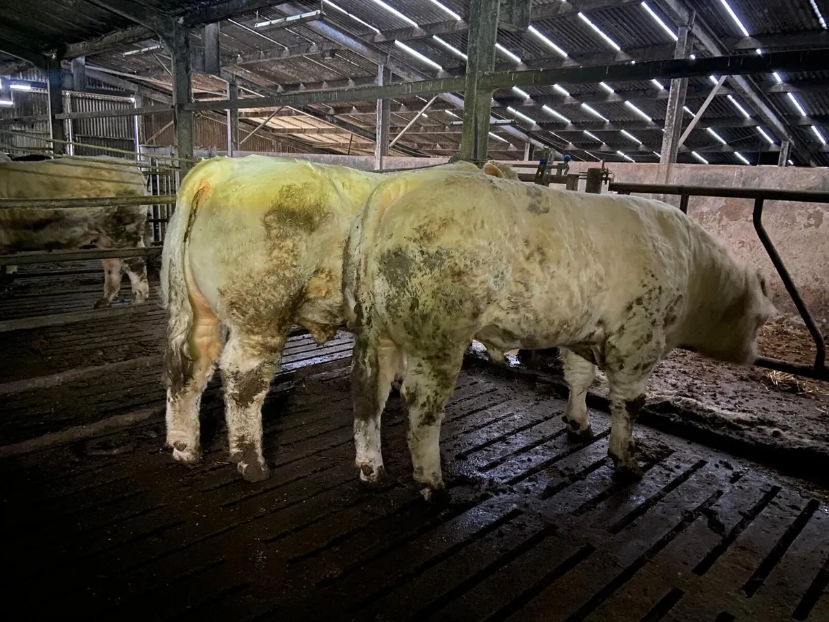 Pedigree Charolais bulls - Image 2