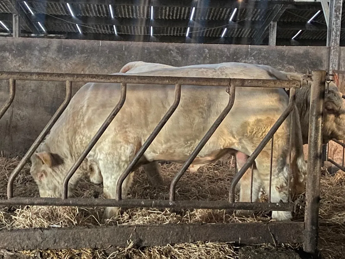 Pedigree Charolais bulls - Image 3