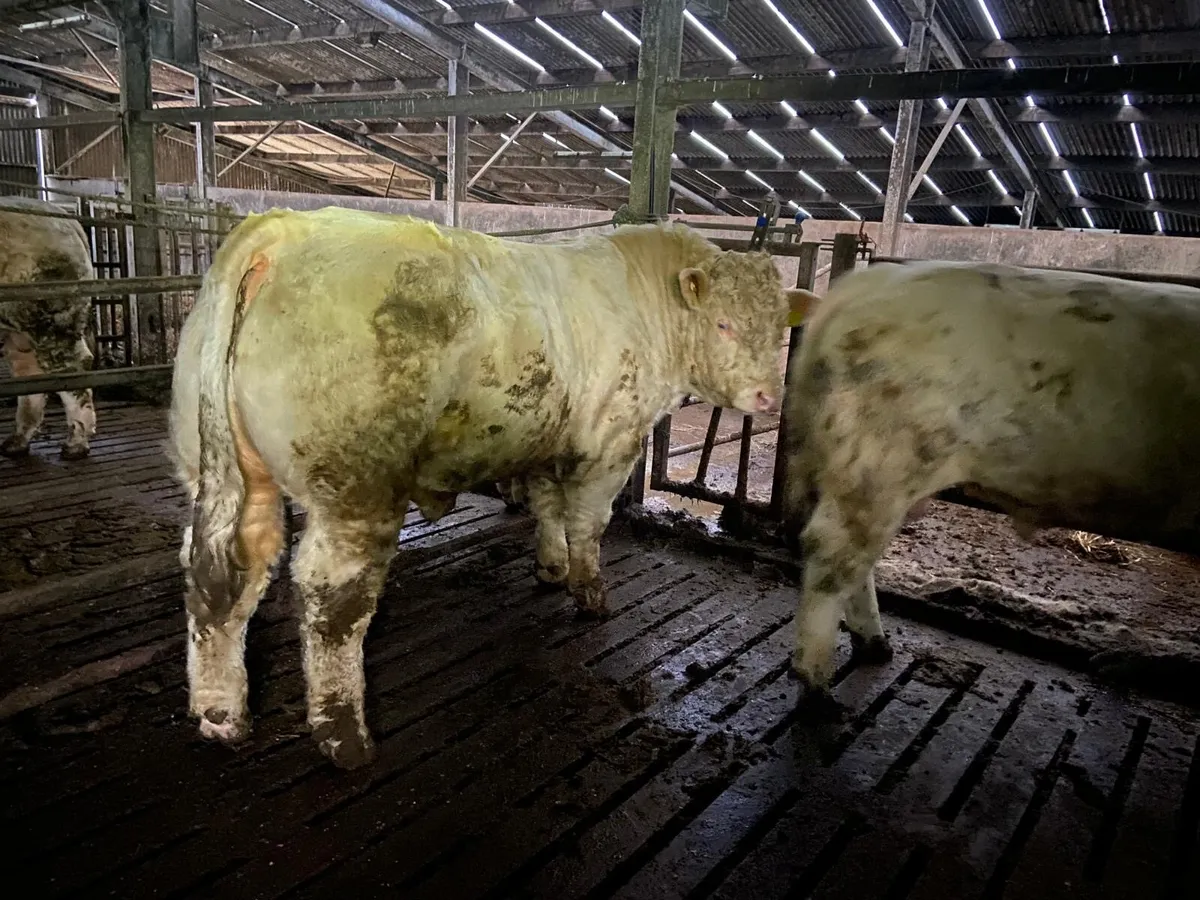 Pedigree Charolais bulls - Image 4