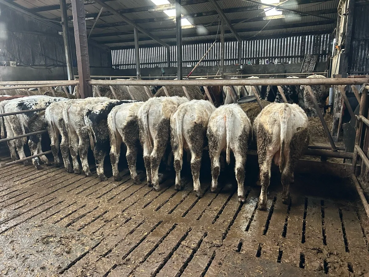 Droimeann Cattle - Image 1