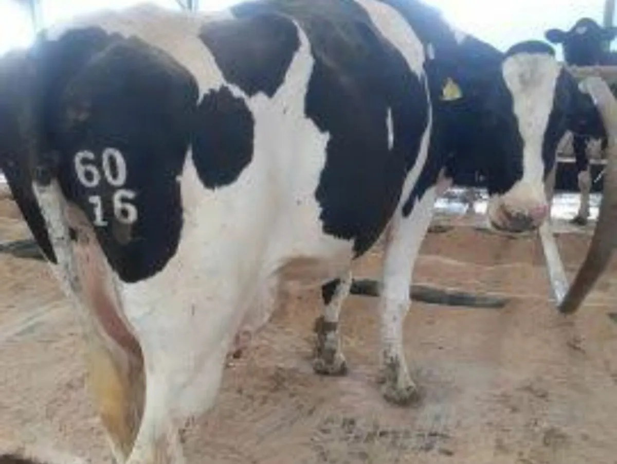 🌟Freez branding €8 🌟 - Image 1