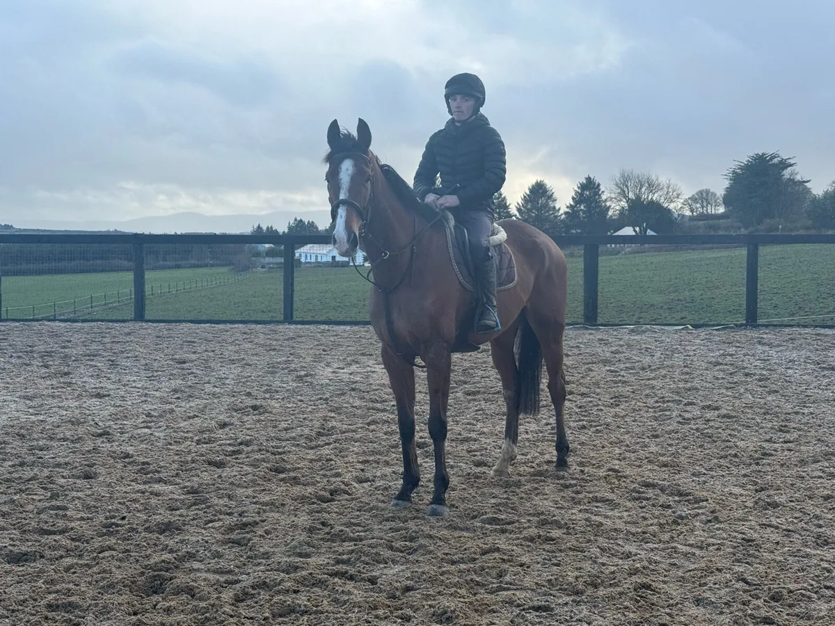 Gentle giant - Image 1