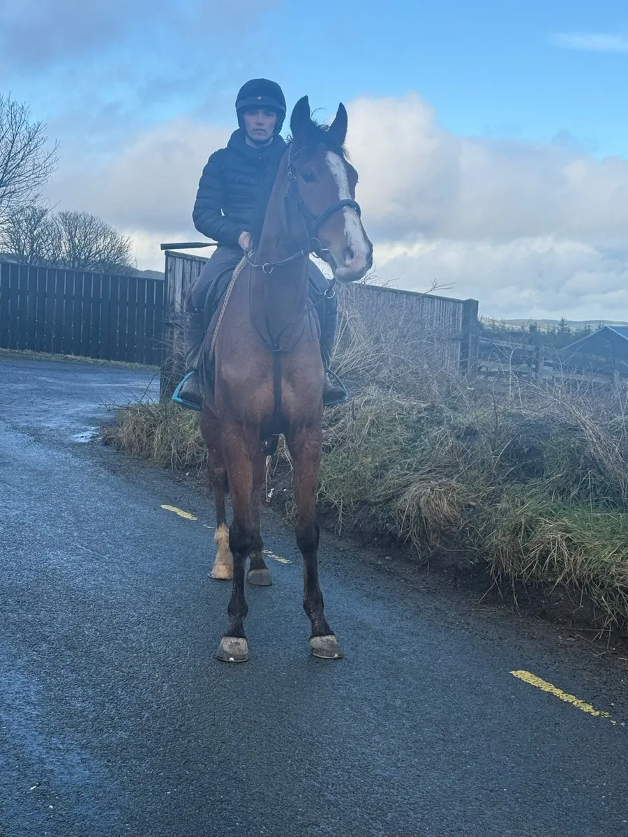 Gentle giant - Image 2