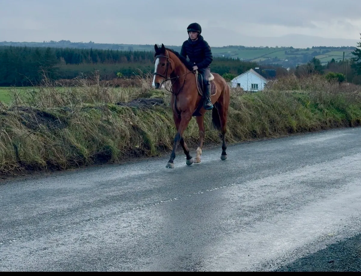 Gentle giant - Image 3