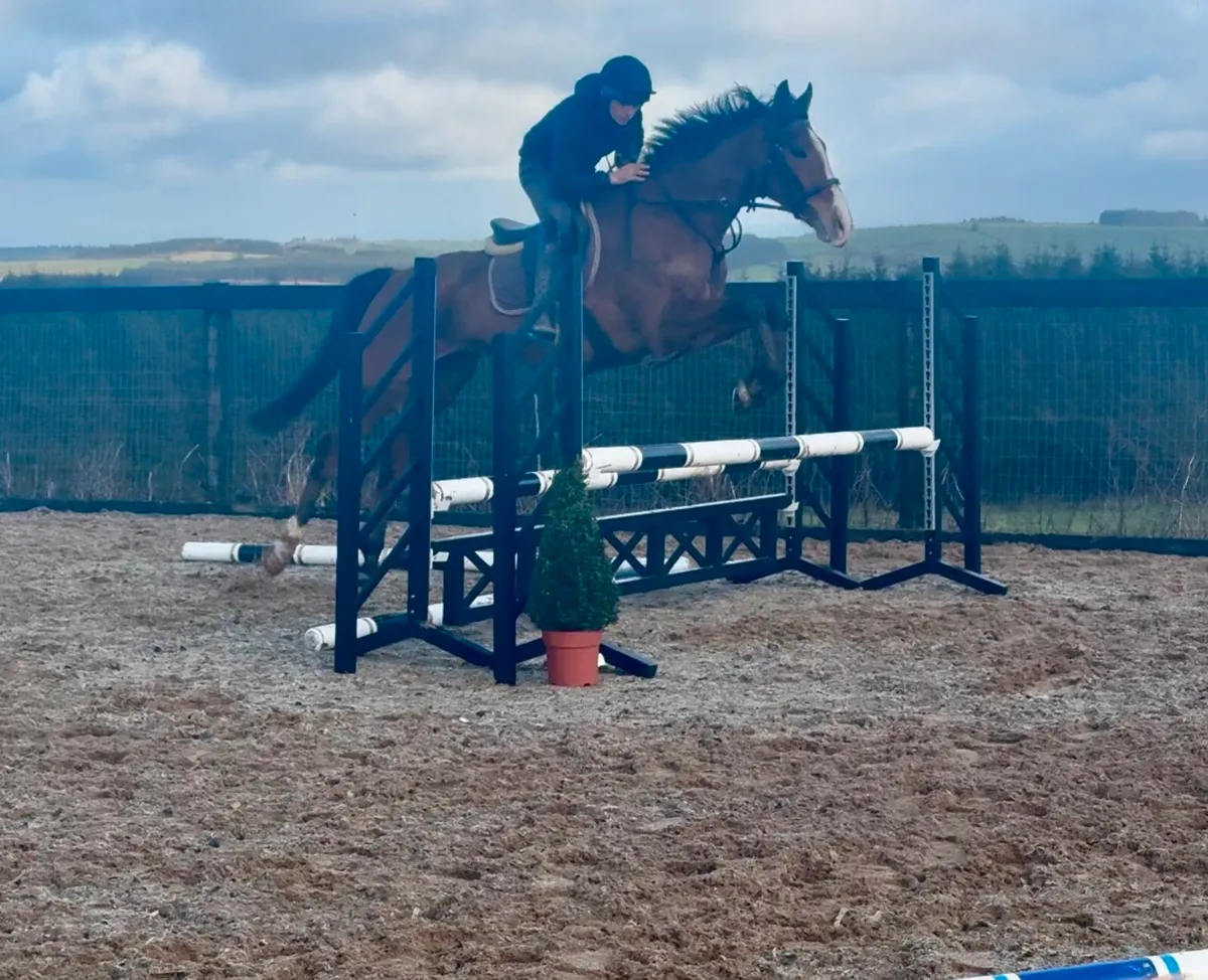 Gentle giant - Image 4